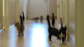 Herding Cats