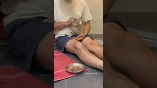 Кошачья магия 🐾 &laquo;Нежное утро с Билли и его крошечным сердцебиением&raquo;