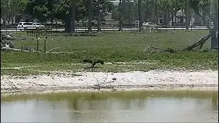 SWFL Eagles ~ Run Turtle Run! 🐢 E22 Chases & Runs After A Turtle! It Escapes To The Pond 😊 5.30.23