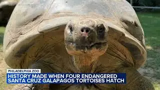 Philadelphia Zoo's oldest resident gives birth to 4 critically endangered tortoises