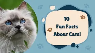 10 Fun Facts About Cats