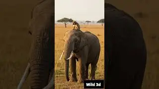 Elephant and monkey video #elephant #monkey #wildlife