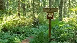Viewfinder (day)Hikes - Gales Creek Trail, Tillamook State Forest, Oregon