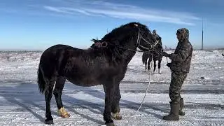 ОБУЧЕНИЕ ЖЕРЕБЦА РУССКИЙ ТЯЖЕЛОВОЗ. ПО КЛИЧКЕ КАРАТАУ. ЧАСТЬ 2 ДОСТАВИЛИ НА ТЕРИТОРИЮ