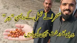 Jujube Tree In Thal Desert Pakistan | Beri Ka Darakht | Recreation Childhood Memories