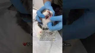 💔У меня гниют зубки. Пожалуйста, помогите мне. У меня воспалены десны, и опухли шейные лимфоузлы😭