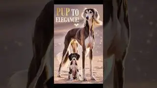 Saluki Transformation: From Tiny Pup to Elegant Runner! 🐶✨