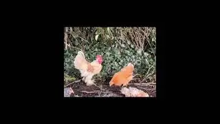 My beautiful rooster #chicken #rooster #bantam #hen