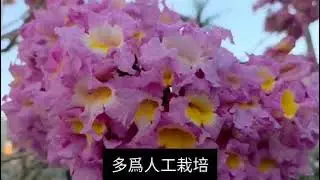 	紅花風鈴木 Tabebuia rosea