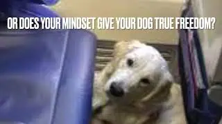 Your Mindset can either be your dogs prison or passport to Freedom