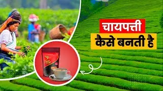 How is Tea made from Tea Leaves? The Untold History of Tea