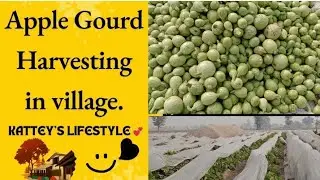 Apple gourd harvesting in village ||  KATTEY'S LIFESTYLE 💞
