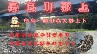 「長良川郡上・白鳥地区」＃鮎の友釣り　#引き水　#入れ掛かり