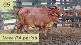 Vaca sindi PA 05 parida - Vendas 2025.2