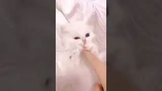 OMG Aww Cute cat videos funny CL39❤️ Cat Cash Compilation chines-- Tiktok Cat Meow _catmeow _shorts