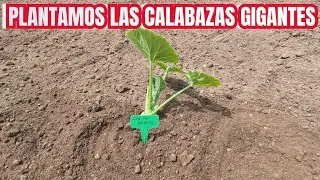 PLANTAMOS LAS CALABAZAS GIGANTES