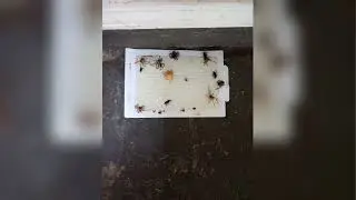 Affordable Bed Bug Exterminator | Tulsa, Collinsville & Bixby Expert Pest Control