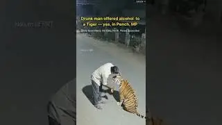 FAKE VIRAL TIGER VIDEO EXPOSED | Not Real Footage | Pench Tiger Incident Clarified