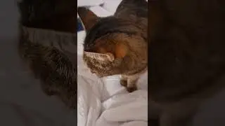 kiten cute todler