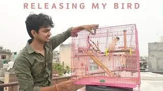 Releasing My Bird