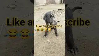 #dog #petlover #pet 😀😀😀😂😂😀