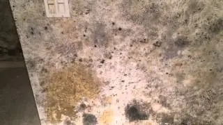 Black Mold Basement Mold Tinley Park, IL