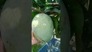 4kg mang plant available #souravjoshivlogs #viralvideos 6294615099