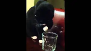 Cat drinking water from glass