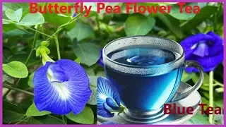 How to make Blue Tea . (Good for Health)
