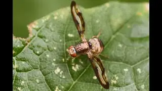 Palloptera muliebris