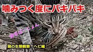 Cat vs snake《激レア映像》猫と蛇のガチ喧嘩《閲覧注意》