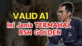 Adopsi Kucing BSH Golden, wajib tahu perbedaan NY11 & NY12 Fahami Breeder BSH Golden pengalaman