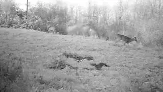 Field Camera Footage: Sci-Fi Deer Video