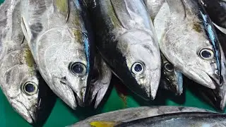 Yellowfin Tuna: Quick and Easy Cutting for Everyday Meals #fish #food #cuttingskills