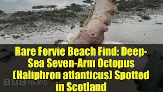 Rare Forvie Beach Find: Deep-Sea Seven-Arm Octopus (Haliphron atlanticus) Spotted in Scotland