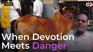 When Devotion Meets Danger: Inside India&rsquo;s 140-Year Cow-Trampling Ritual