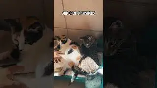 Heaven for cat lovers (Secret spot in Cyprus)