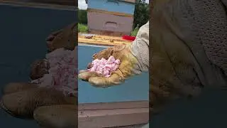 Beekeeping: this how I treat for hive beetles with the swiffer shades and peppermint candies