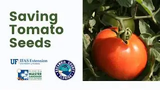 Saving Tomato Seeds