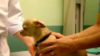 How to Give Your Dog Liquid Medication