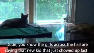 BHS Desperate Housecats - Pilot Episode
