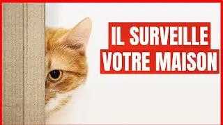 15 choses que font les Chats pour VOUS prot&eacute;ger et prot&eacute;ger LEUR maison !