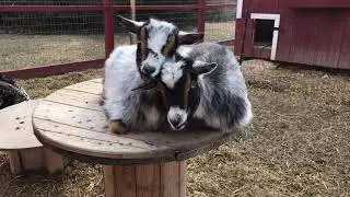 Twin goat doeling Nigerian dwarf sisters lounging!