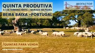 🌾 Quinta para Venda - Terreno Fértil - Castelo Branco | 48000€