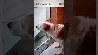Crazy Funny Pets🤣😝   #shortsvideo  #funniestcats #cat #funnypets #funnypetcompilation  #laughoutloud