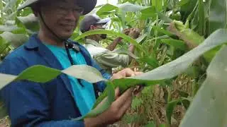Cơn mưa mong chờ nhất Angola từ trước tới nay cuối cùng cũng đã tới|| 2Q Vlogs Cuộc sống Châu Phi
