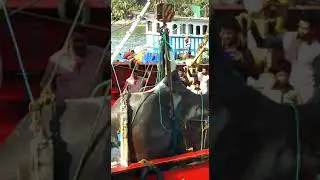 Monster Giant 1000 KG Stingray Fish Caught In Malpe
