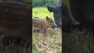 Winzige Wunder! Tierkinder! 🙀