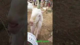 Gulabi Goats with Top Beauty