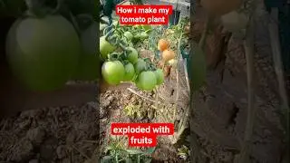 how i make my tomato plant exploded with fruits #ytshorts #gardening #tomatoes